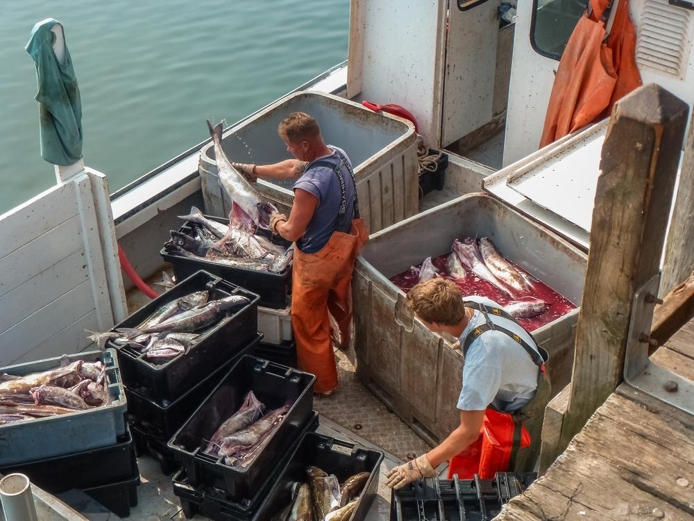 Pesca sostenibile, perché alcune pratiche sono vietate