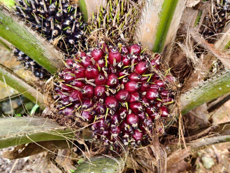 Olio di palma demonizzato e riabilitato: sostituirlo non porta benefici